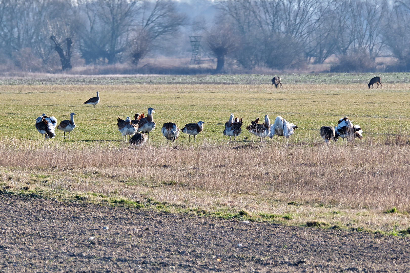 Frühlings Gefühle bei den Großtrappen