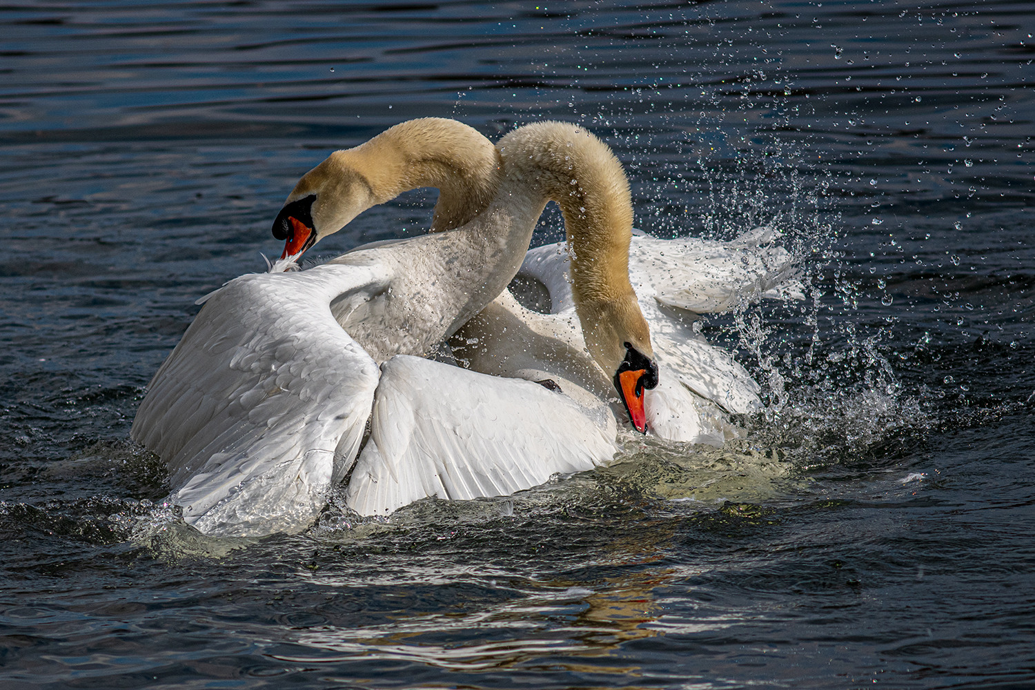Der Kamp um die Frauen.