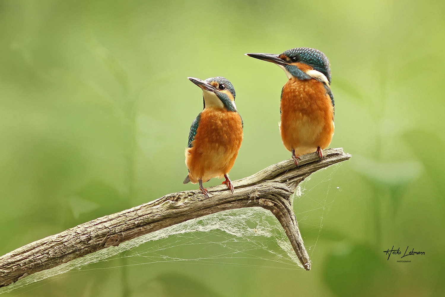 Der Eisvogel (Alcedo atthis)