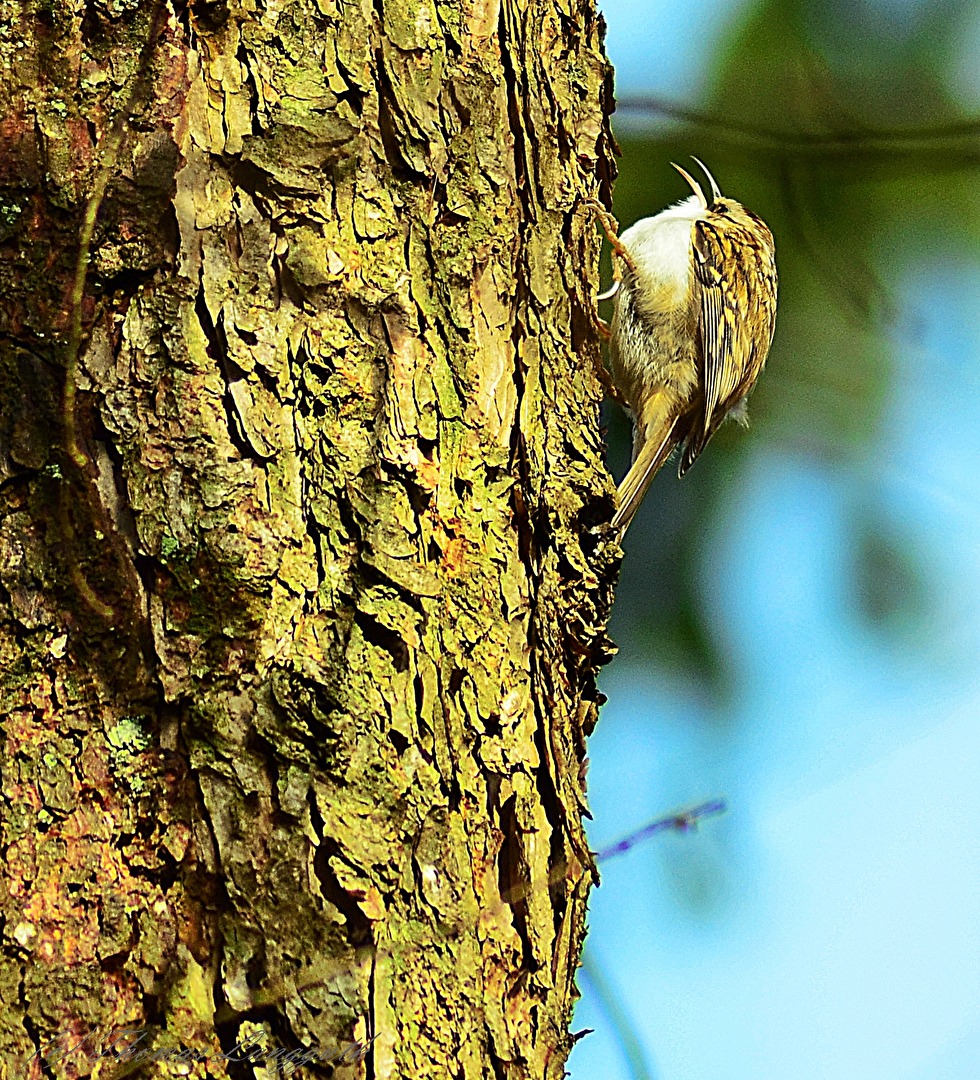 Auf Schleichwegen durch den Wald- Gartenbaumläufer