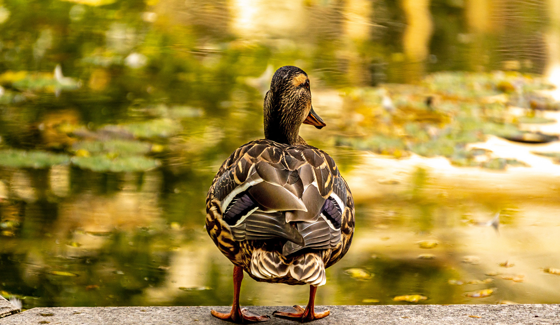 Ente in der goldenen Stunde des Nachmittags