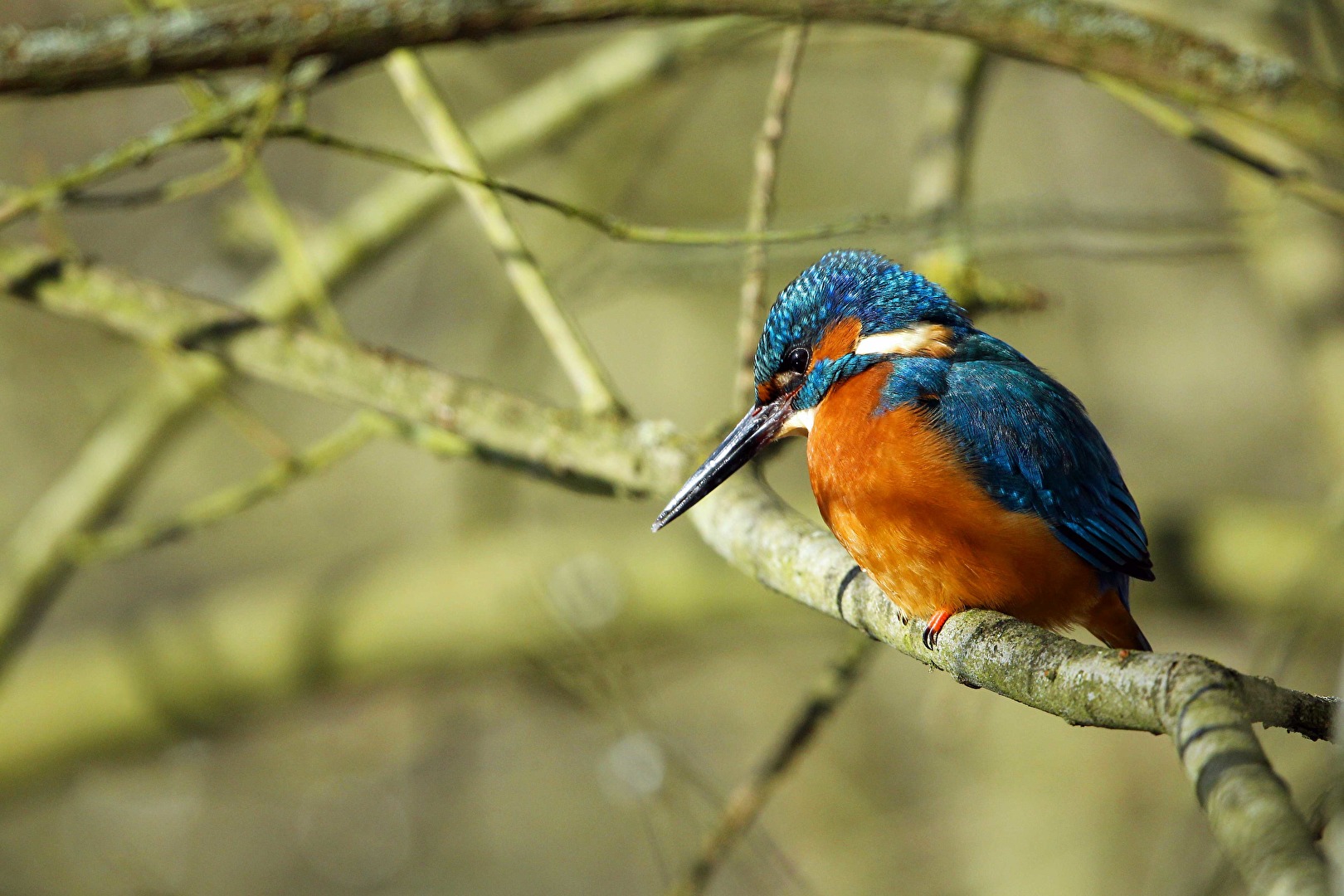 Eisvogel