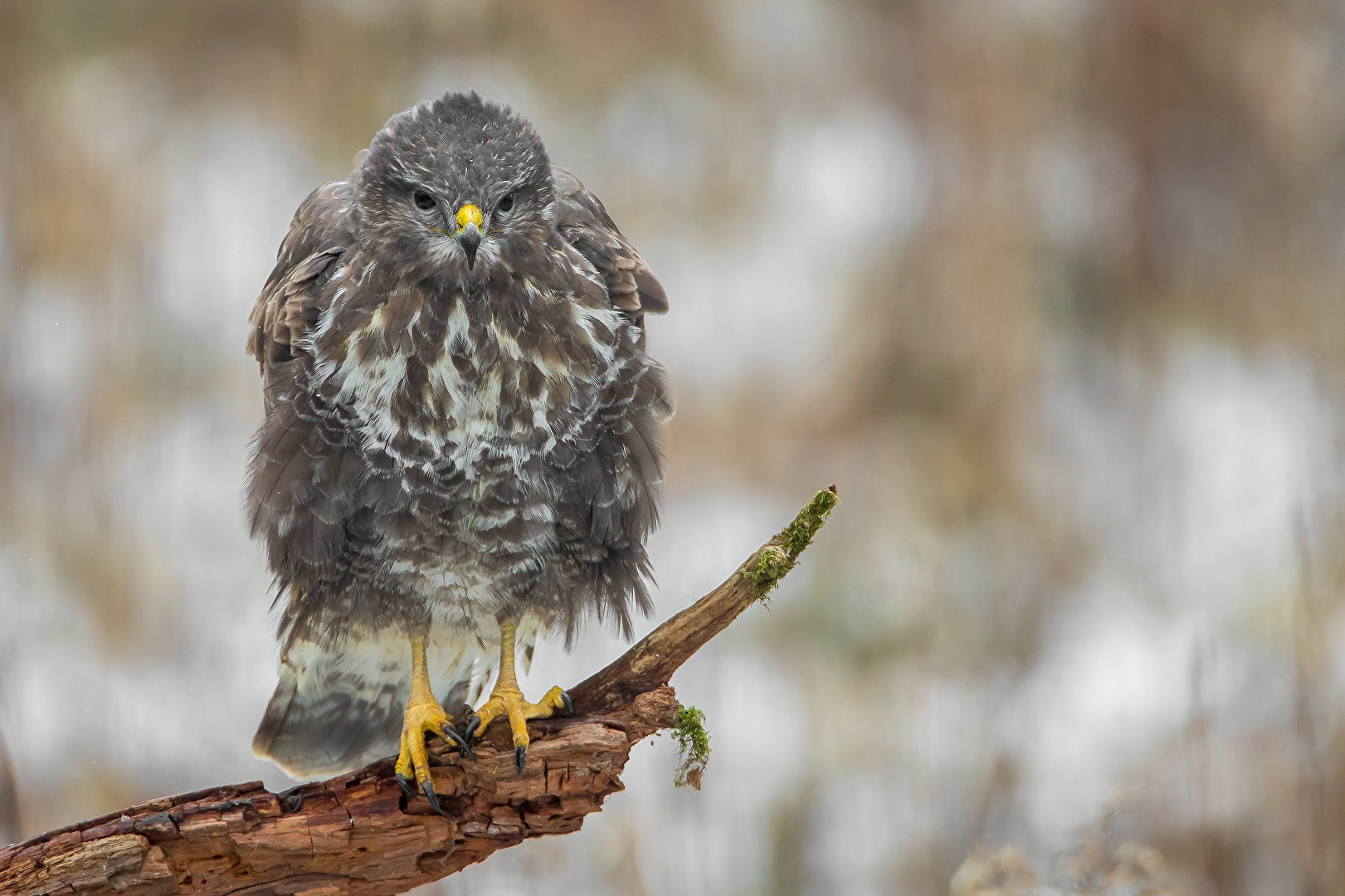 Mäusebussard