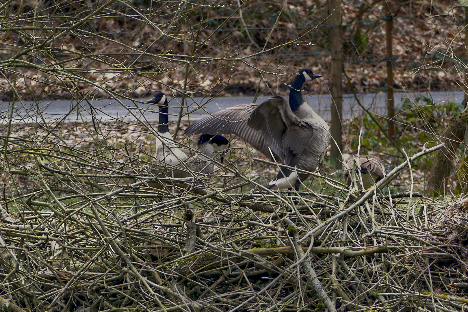 Vögel