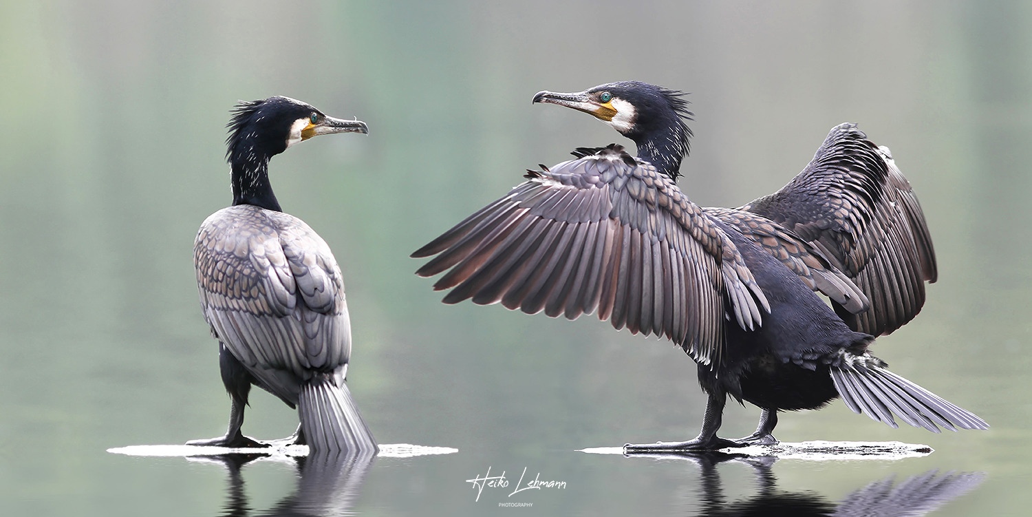 Der Exhibitionist  :-)