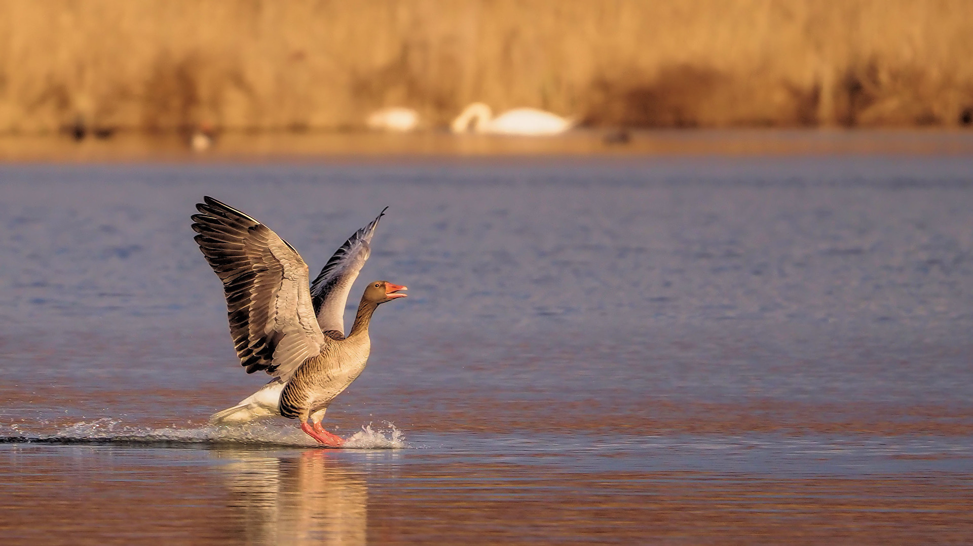 Landeanflug