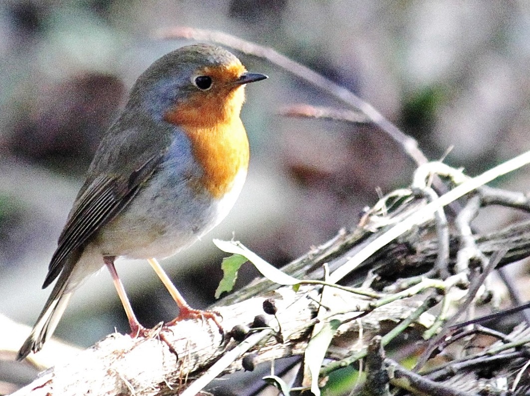 Gratulation dem Rotkehlchen zur Wahl zum Vogel des Jahres 2021