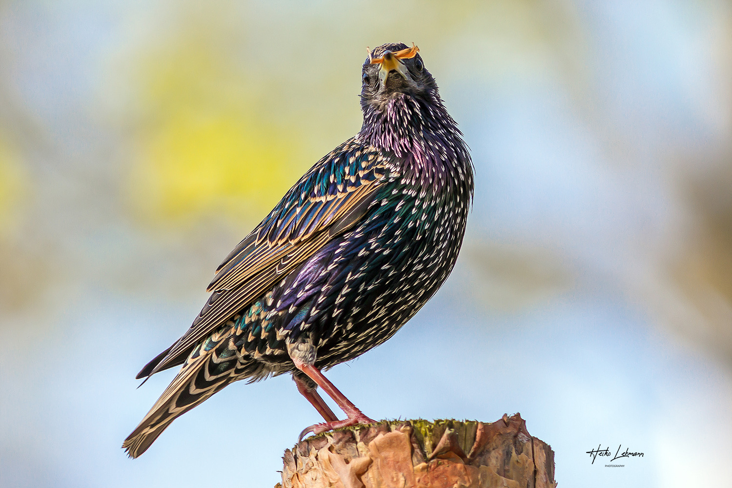 Star (Sturnus vulgaris)