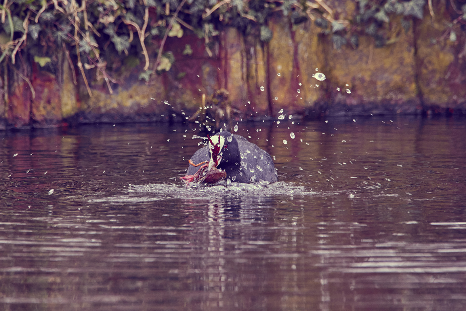 Kampf gegen den Krebs