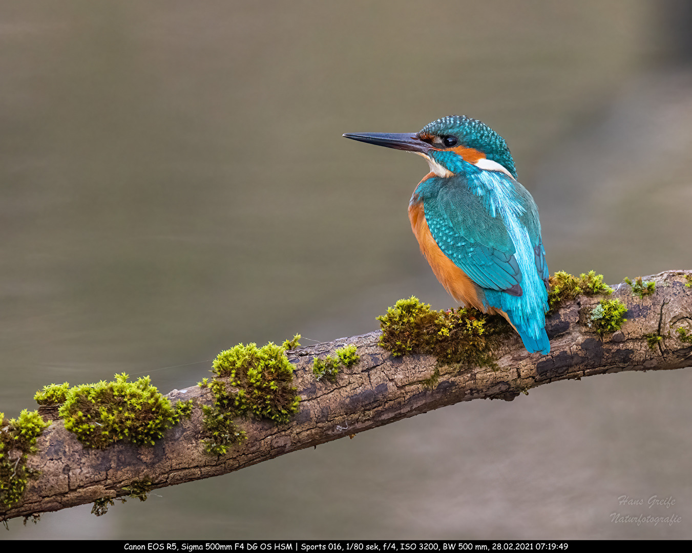 Eisvogel (Alcedo atthis)