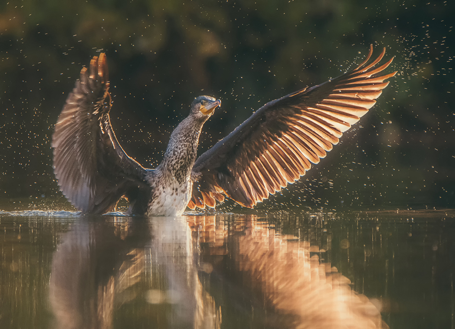 Kormoran (Phalacrocorax carbo)