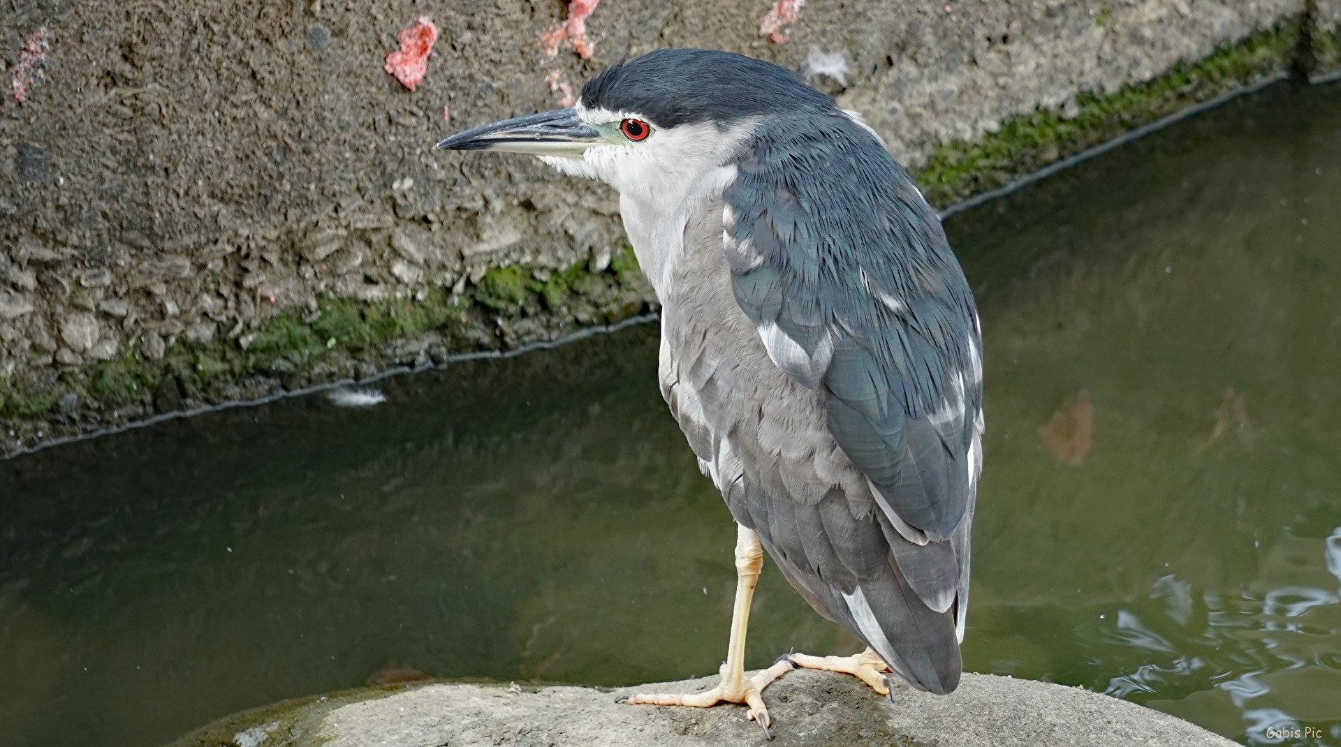 Vögel
