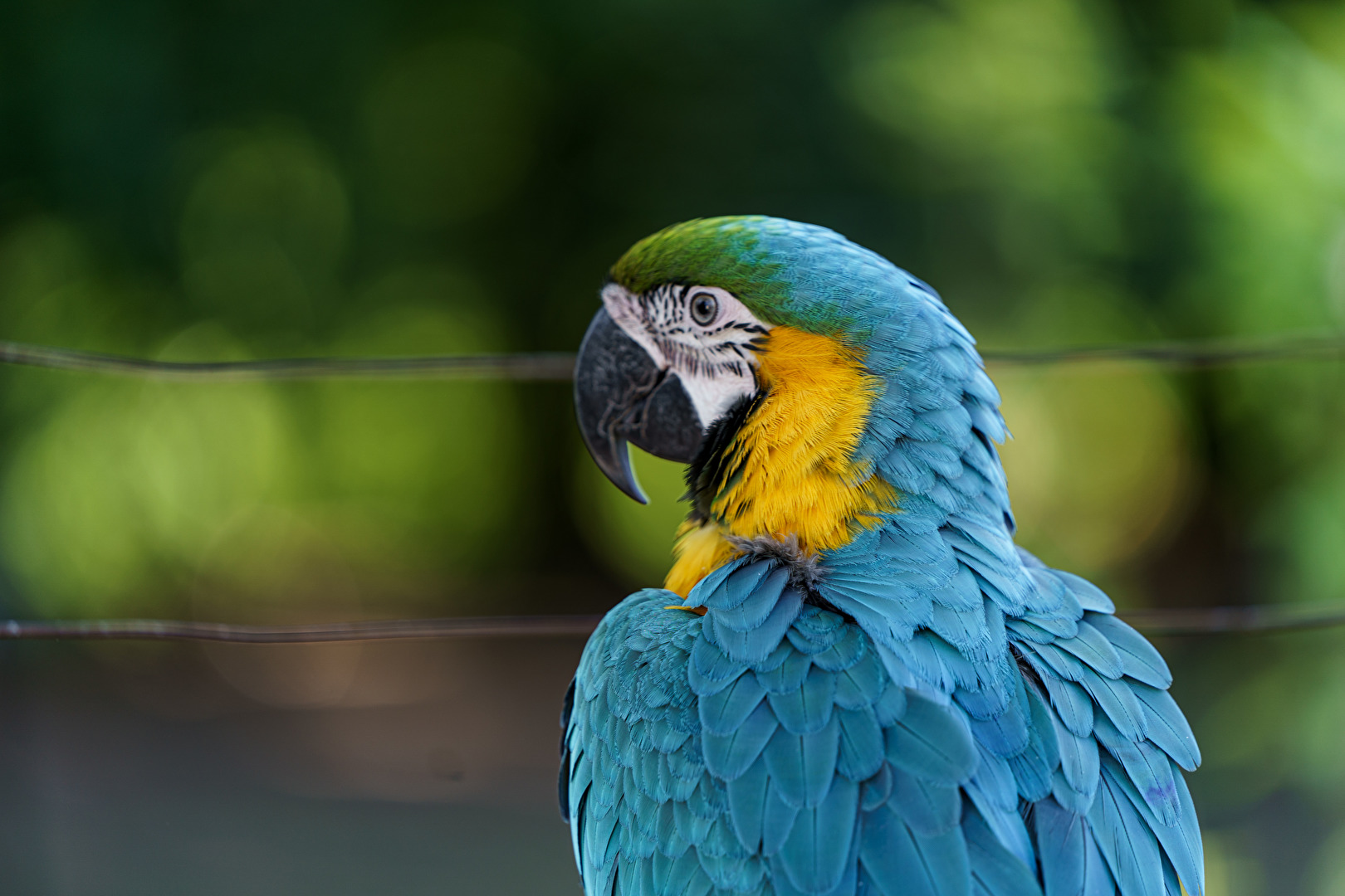 Vögel