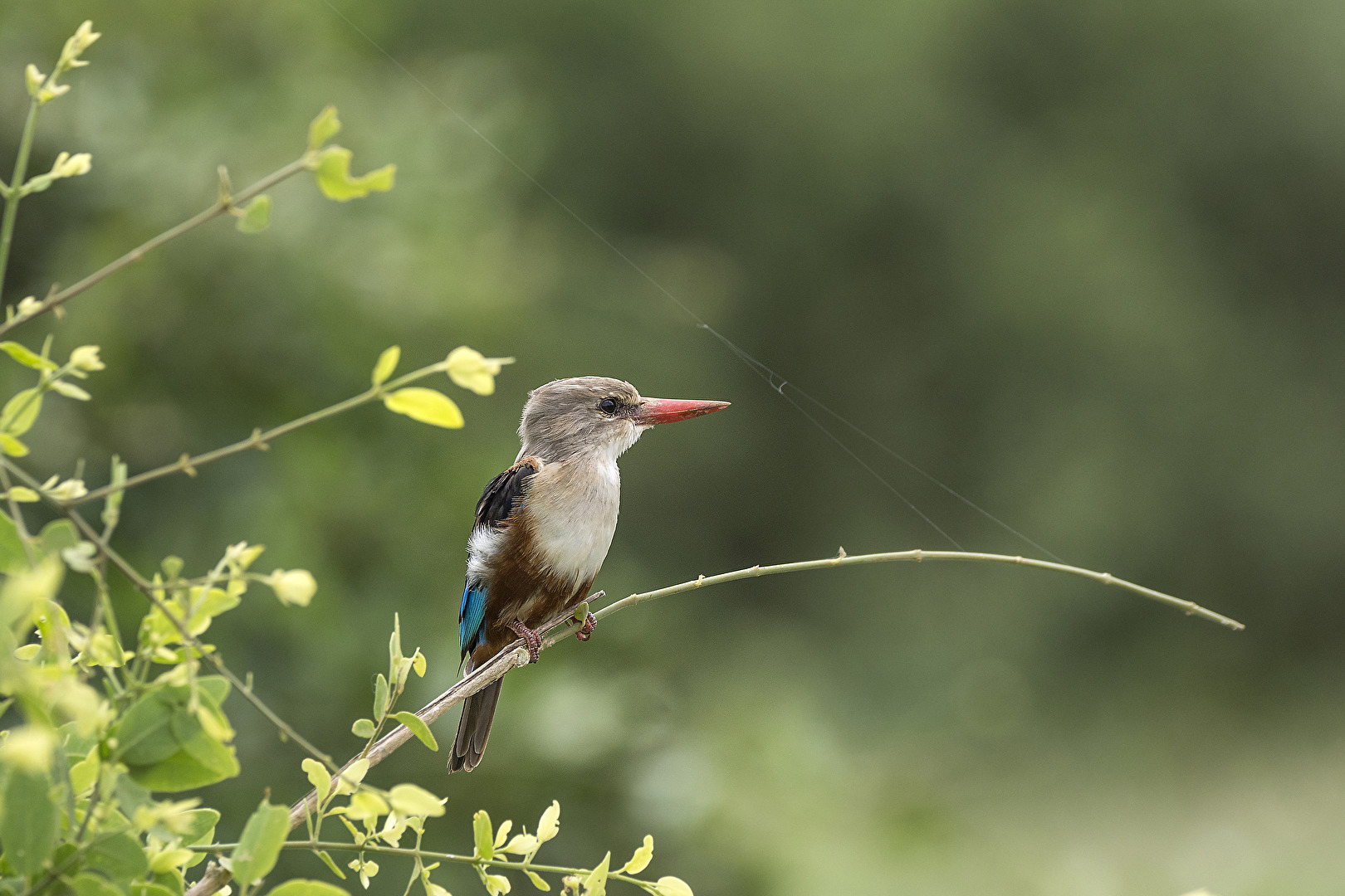 Eisvogel in Kenia