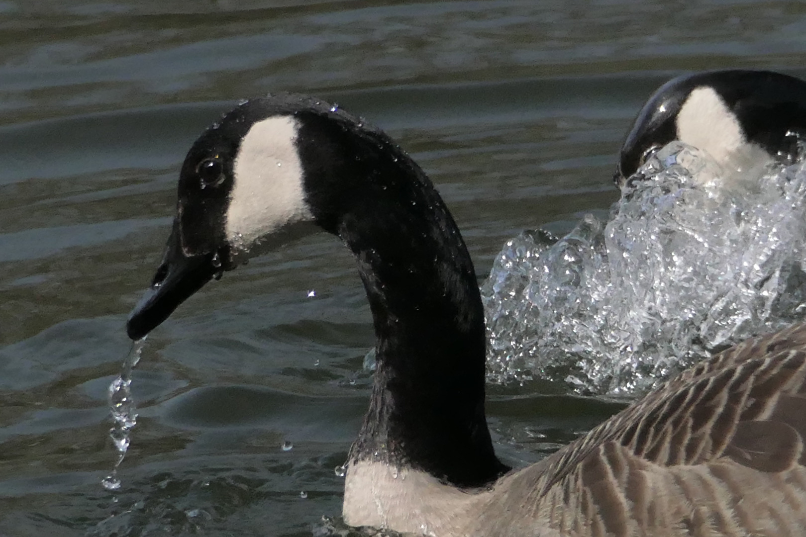 Vögel