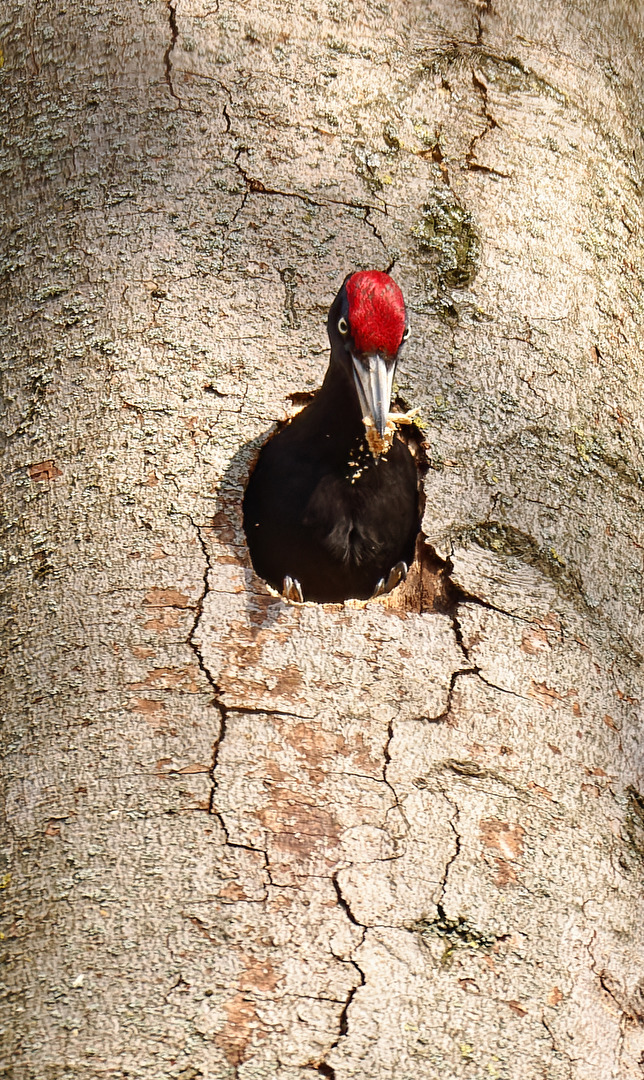 Männlicher Schwarzspecht beim Frühjahrsputz in der Bruthöhle