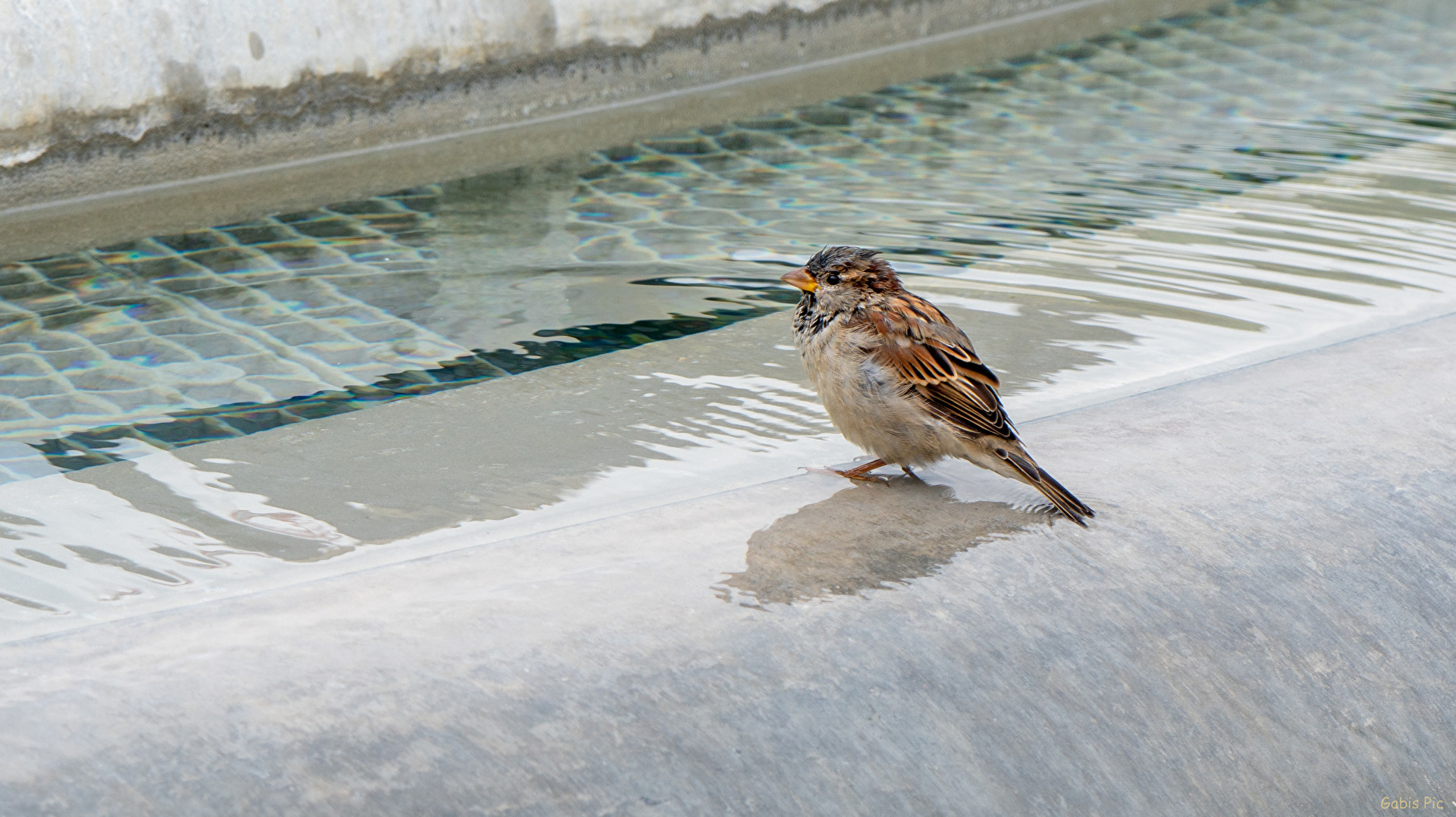 Spatz am Brunnen