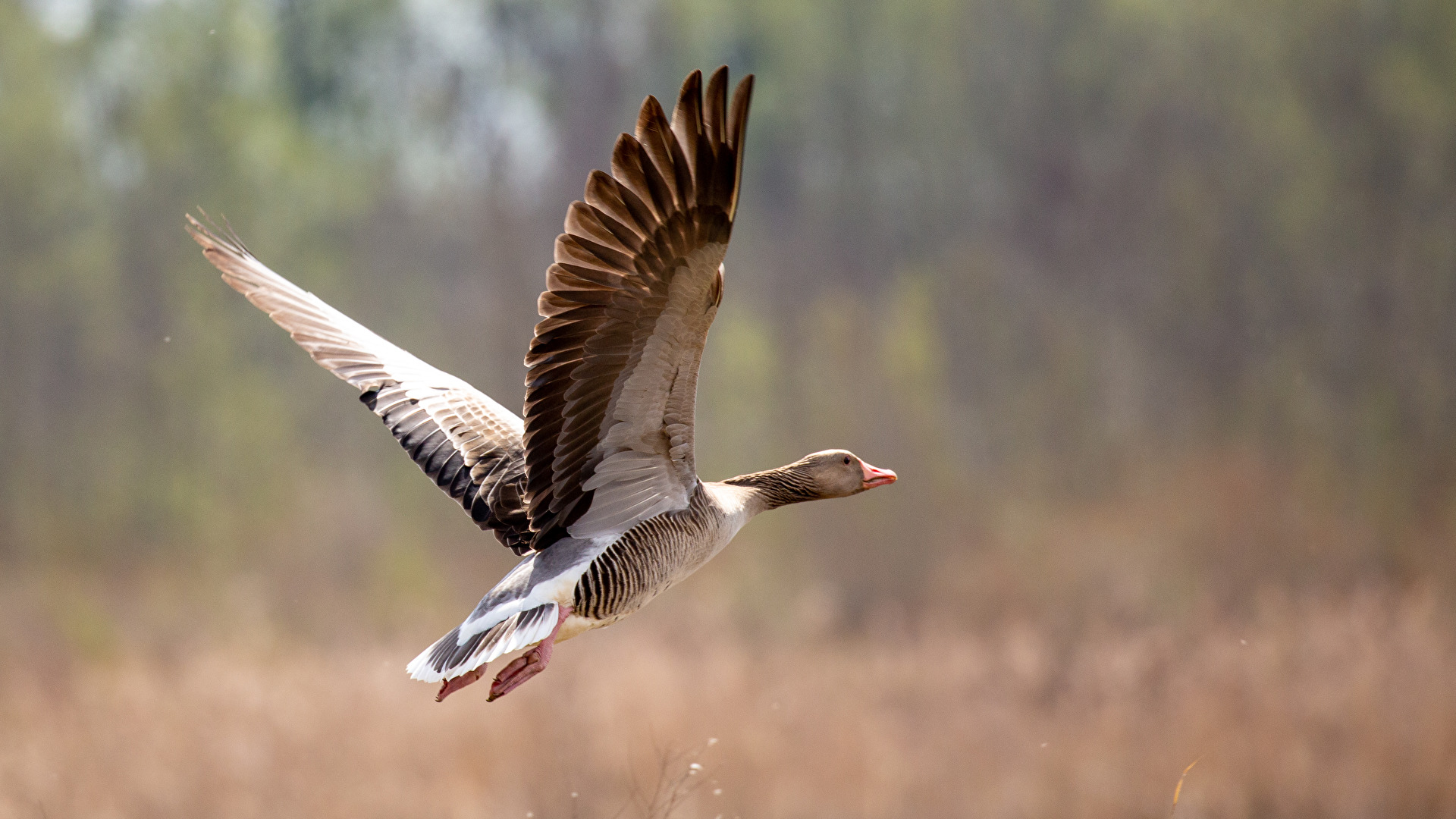 Vögel