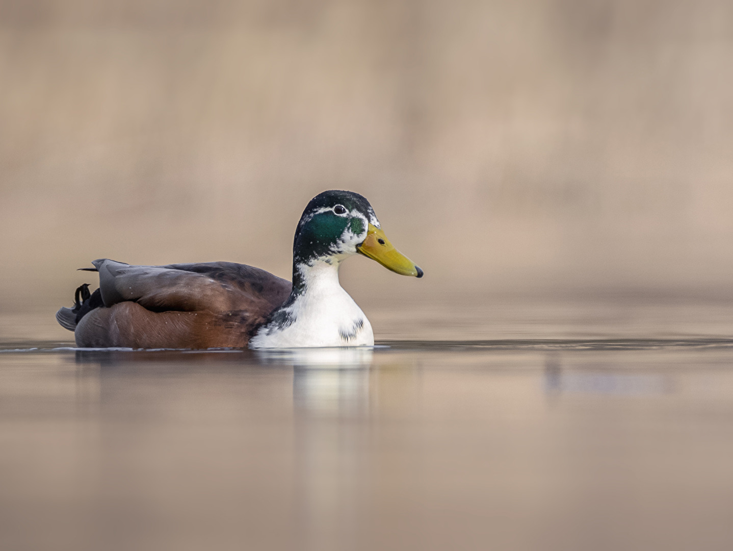 Schwimmende Gelassenheit