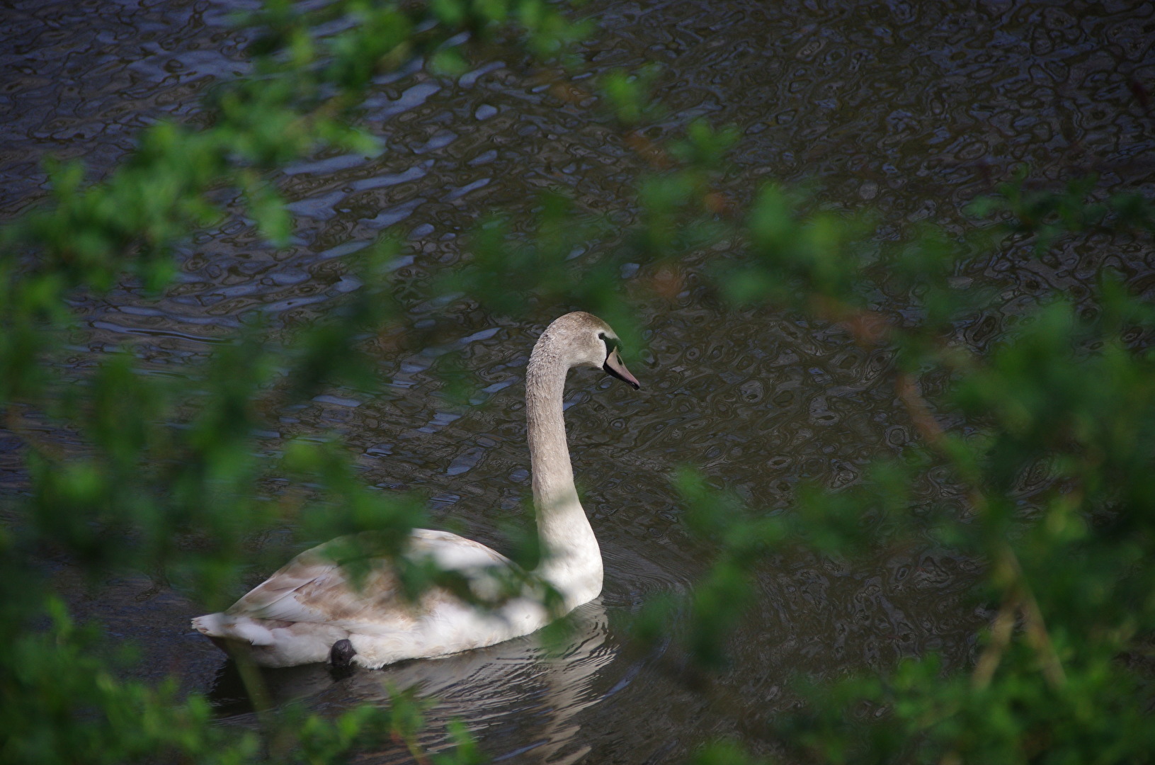 Junger Schwan