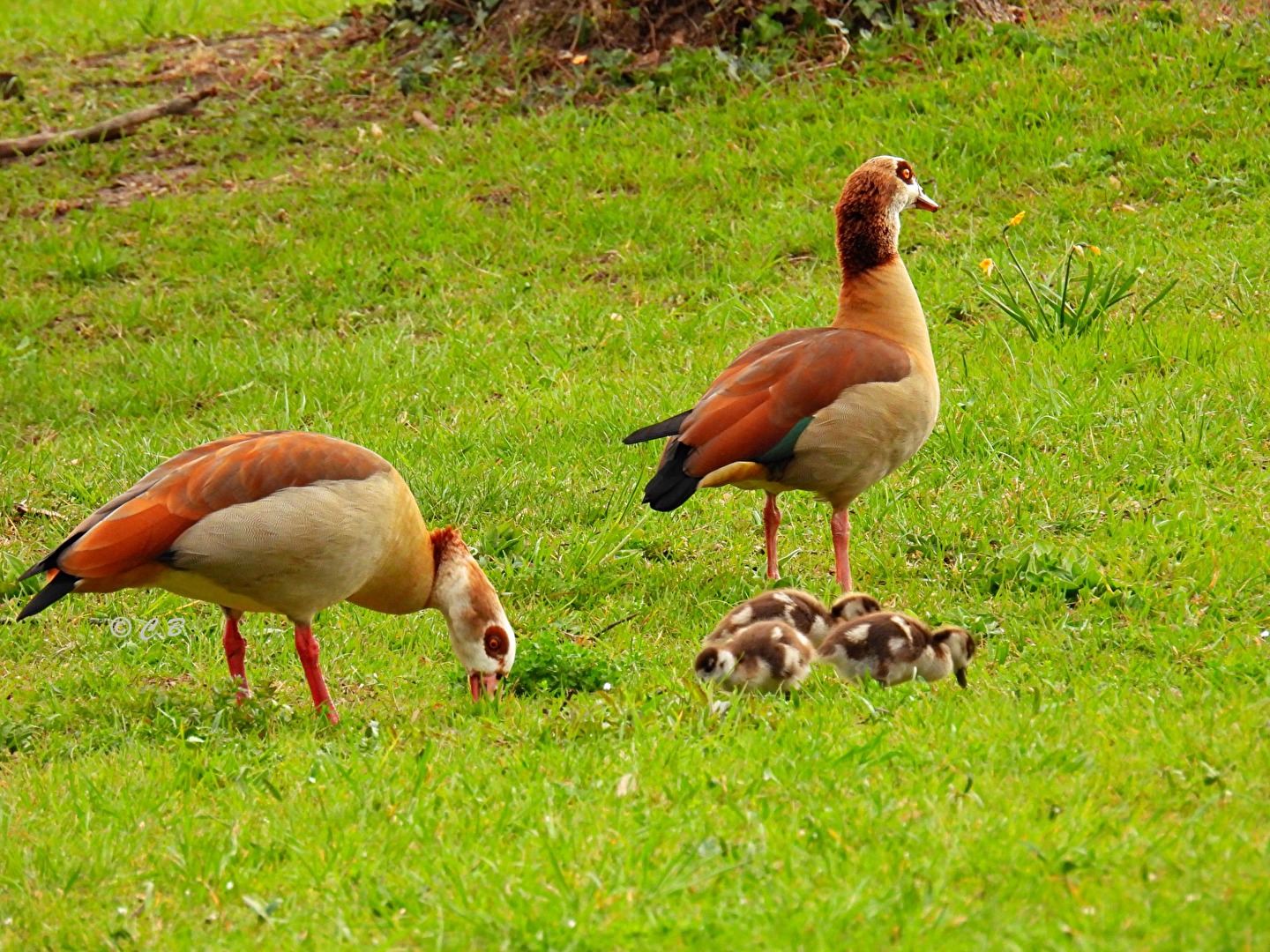 Nilgänse mit Ihrem Nachwuchs!