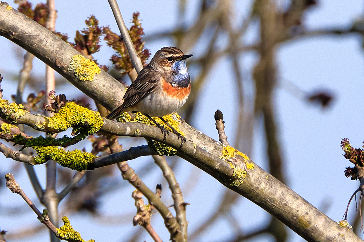 Blaukehlchen