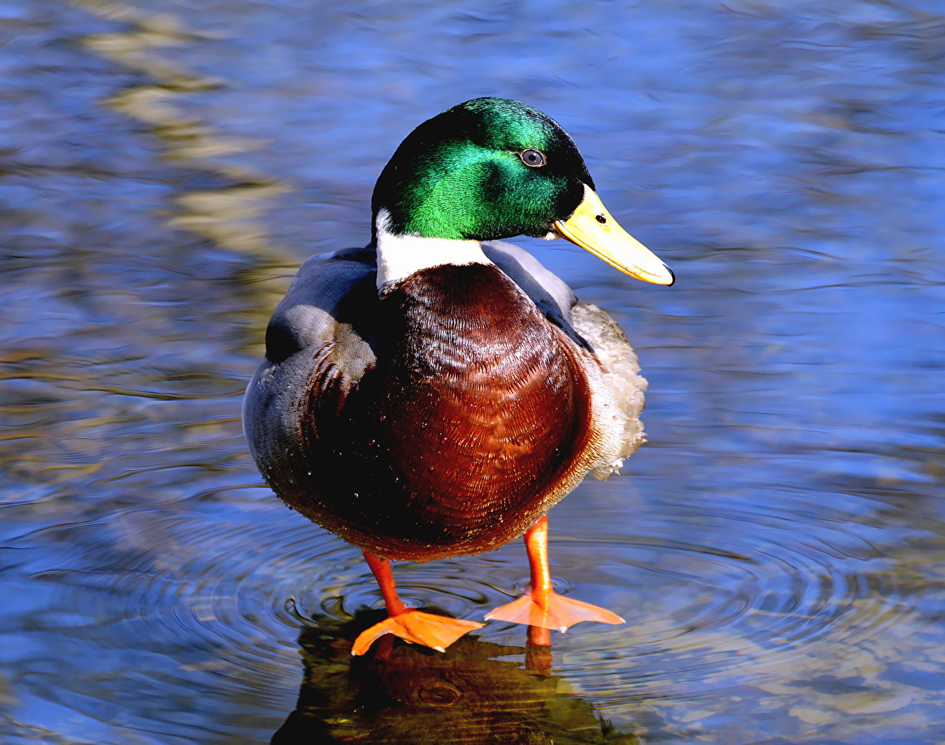 Vögel