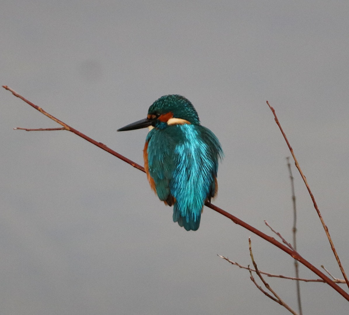 Vögel