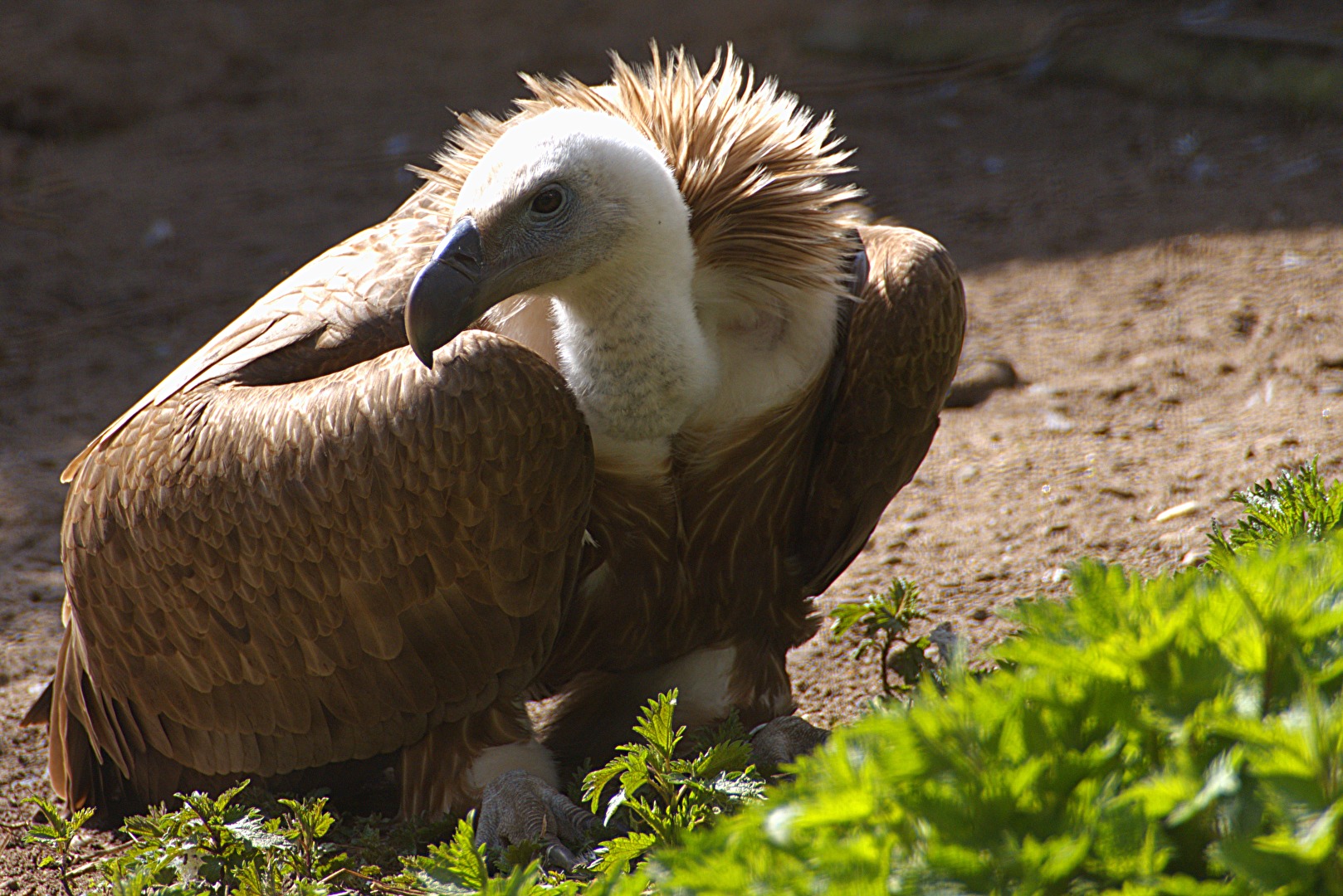 Vögel