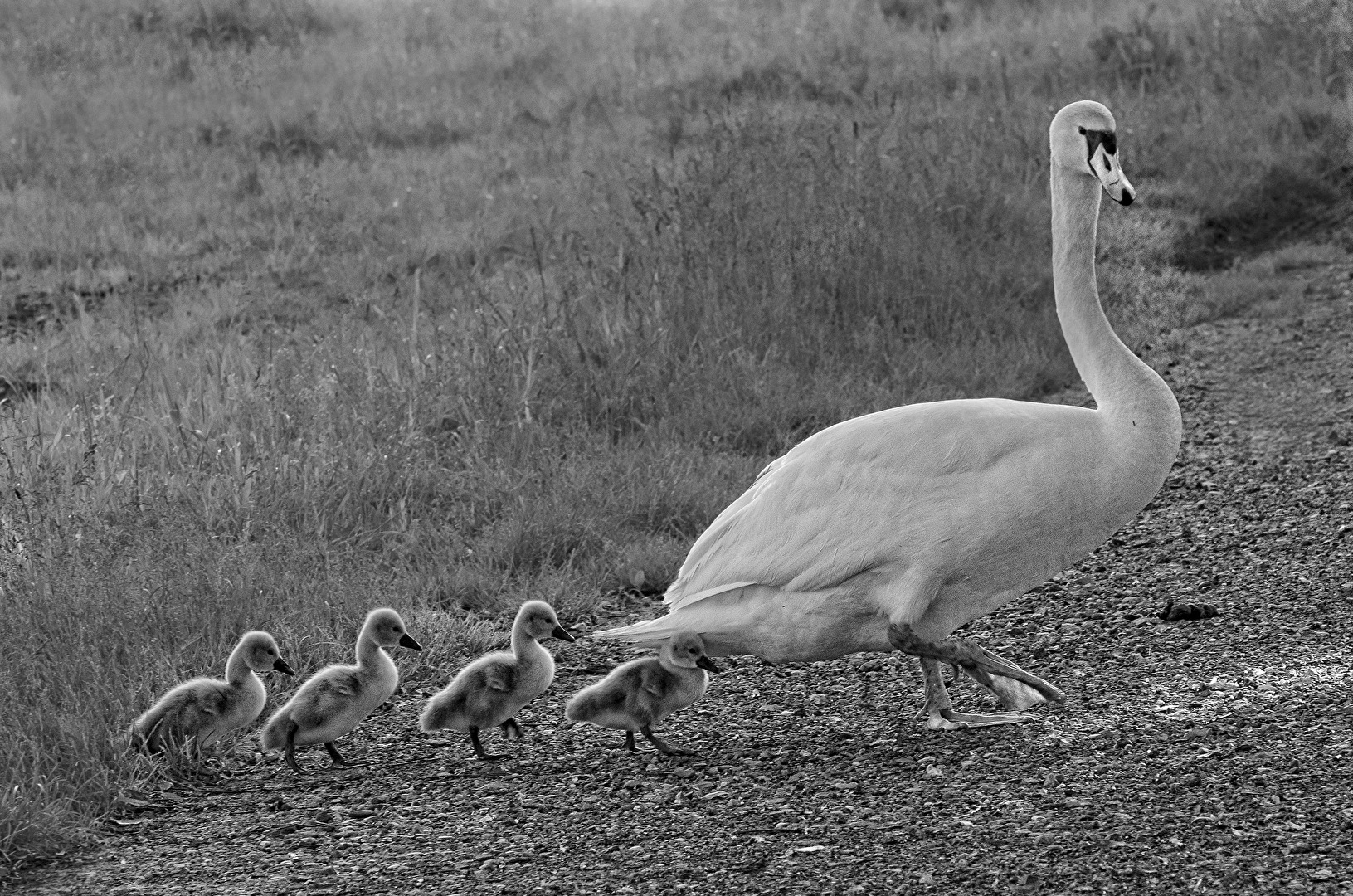 Mutter Schwan und Ihre Jungen..