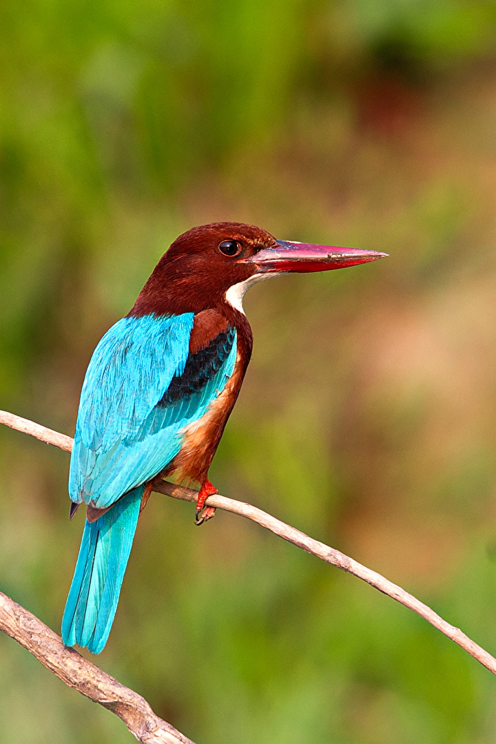 Braunliest / White throated kingfisher (Halcyon smyrnensis)