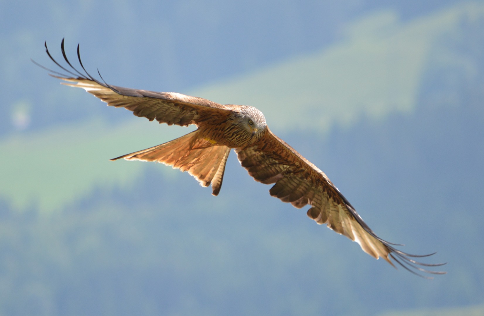 Rotmilan im Gleitflug