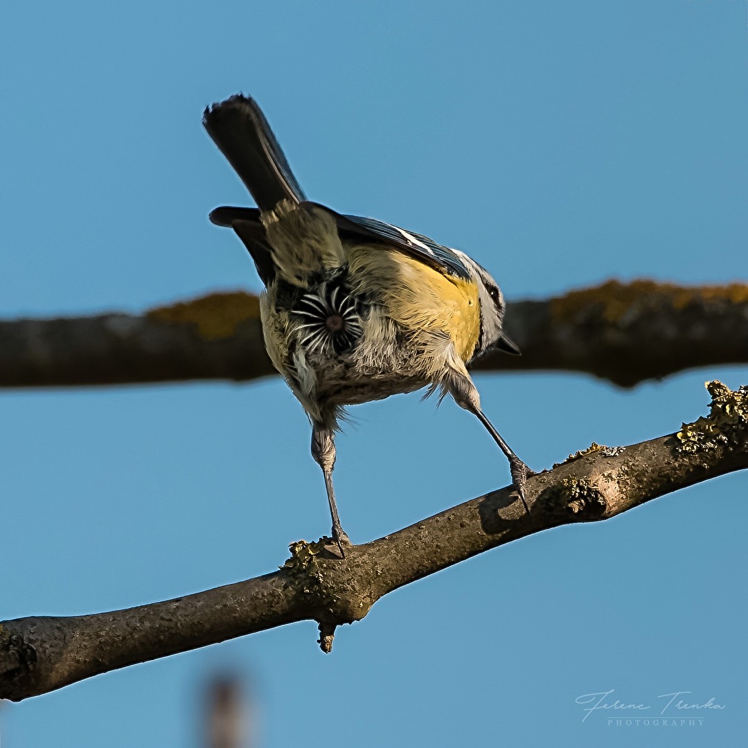 Ein Gänseblümchen im Sonnenschein