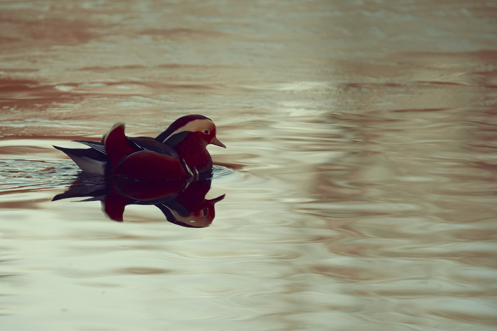Mandarin Ente