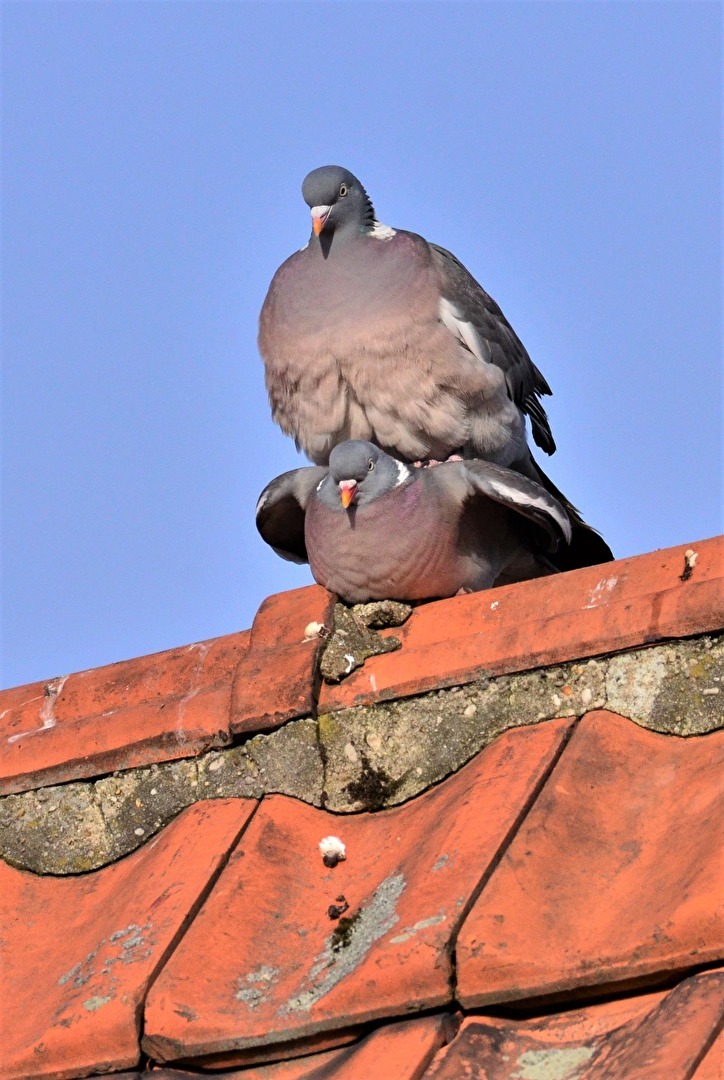 " Tauben - Hochzeit "