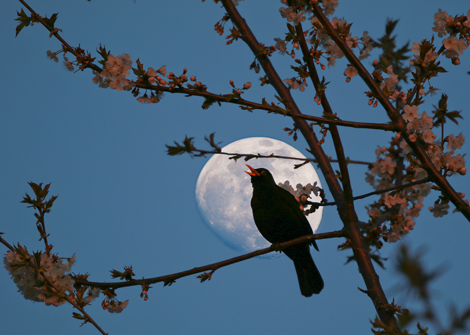 Supermond und Frühlingsgefühle