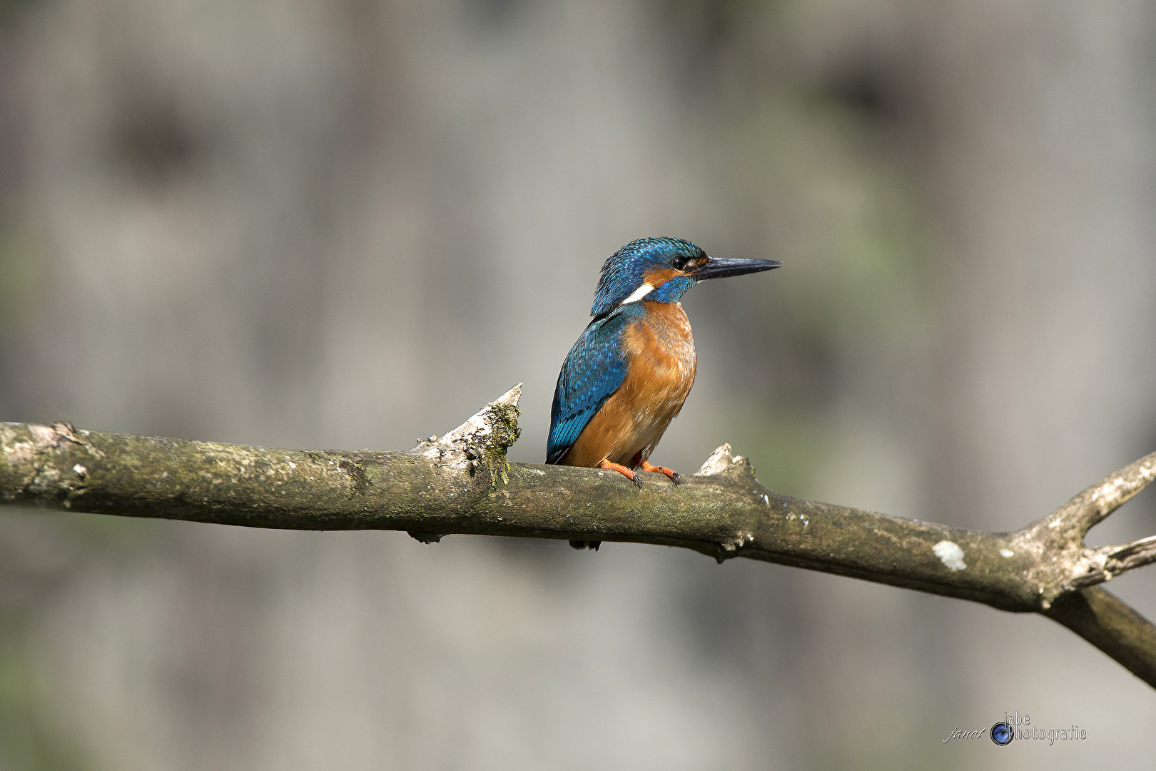 Eisvogel..