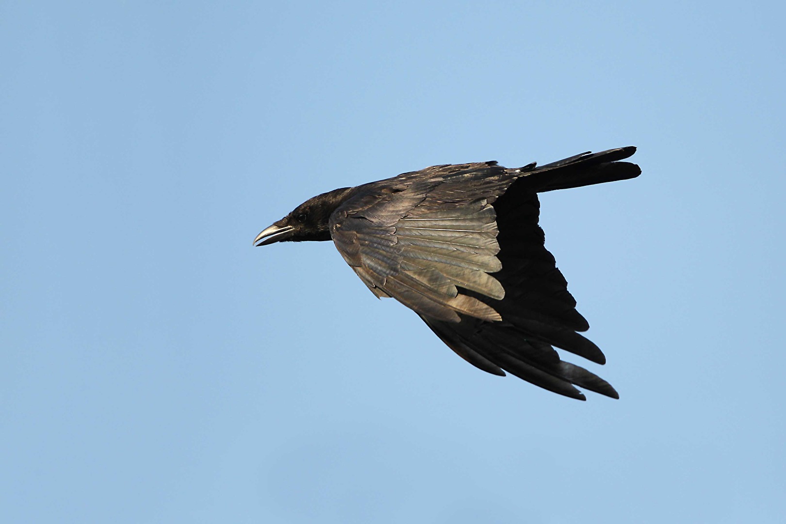 Vorbeiflug - Rabenkrähe