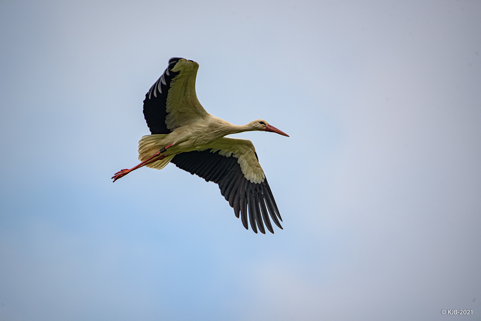Vögel