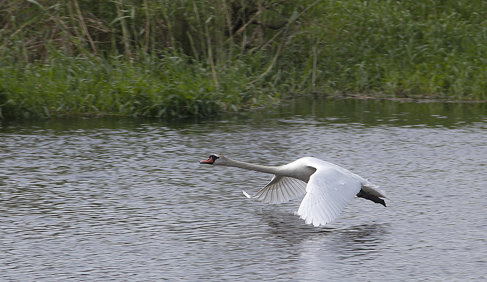 Höckerschwan beim Start