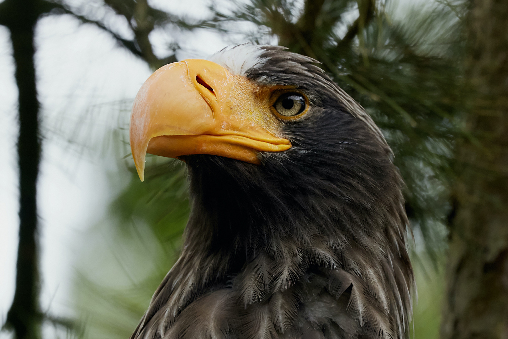 Seeadler, Zoo Schmiding, Voliere