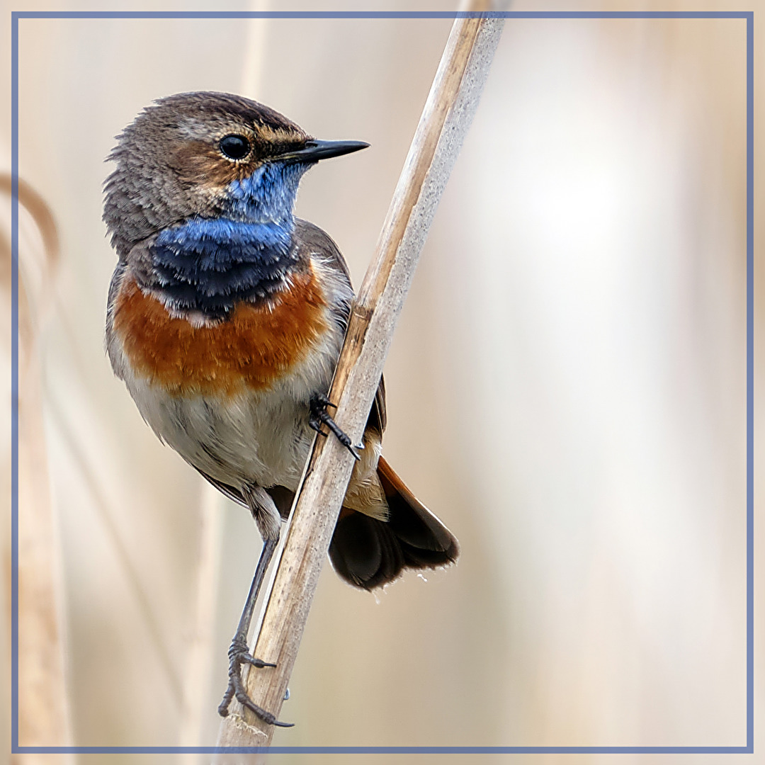 Blaukehlchen