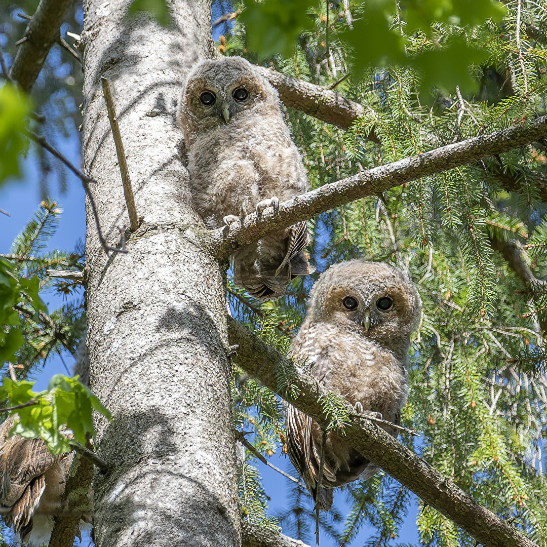 Junge Waldkäuze in freier Natur