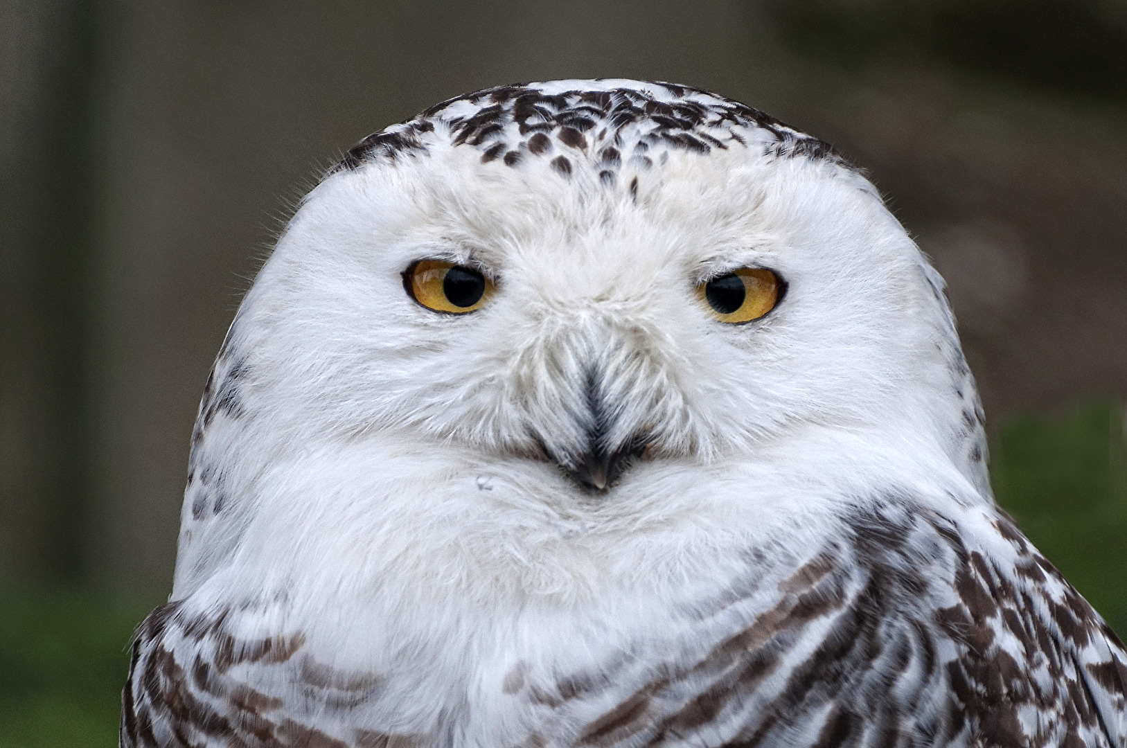 Schneeeule..