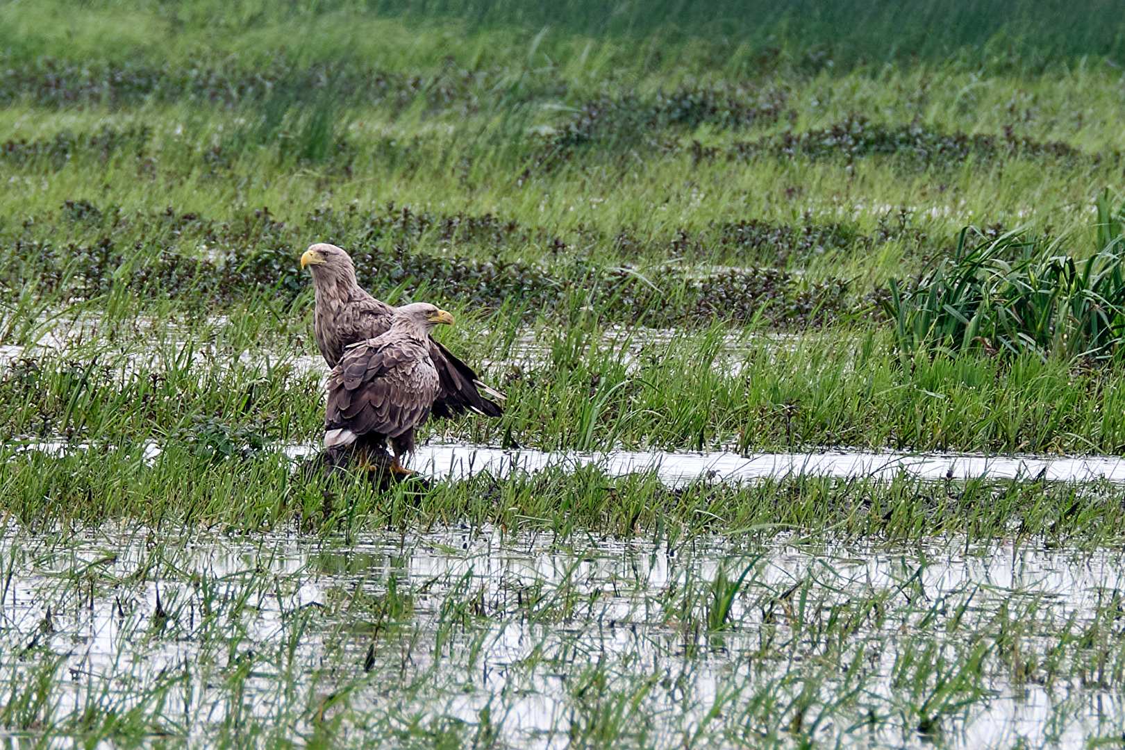 Seeadler