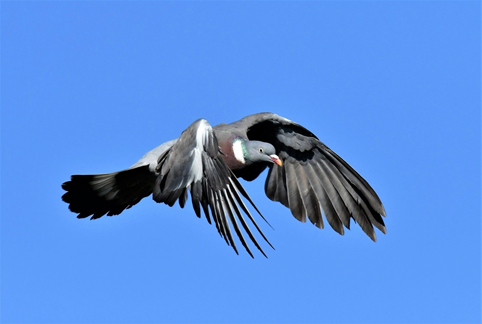 " Kommt ein Vogel geflogen ... "