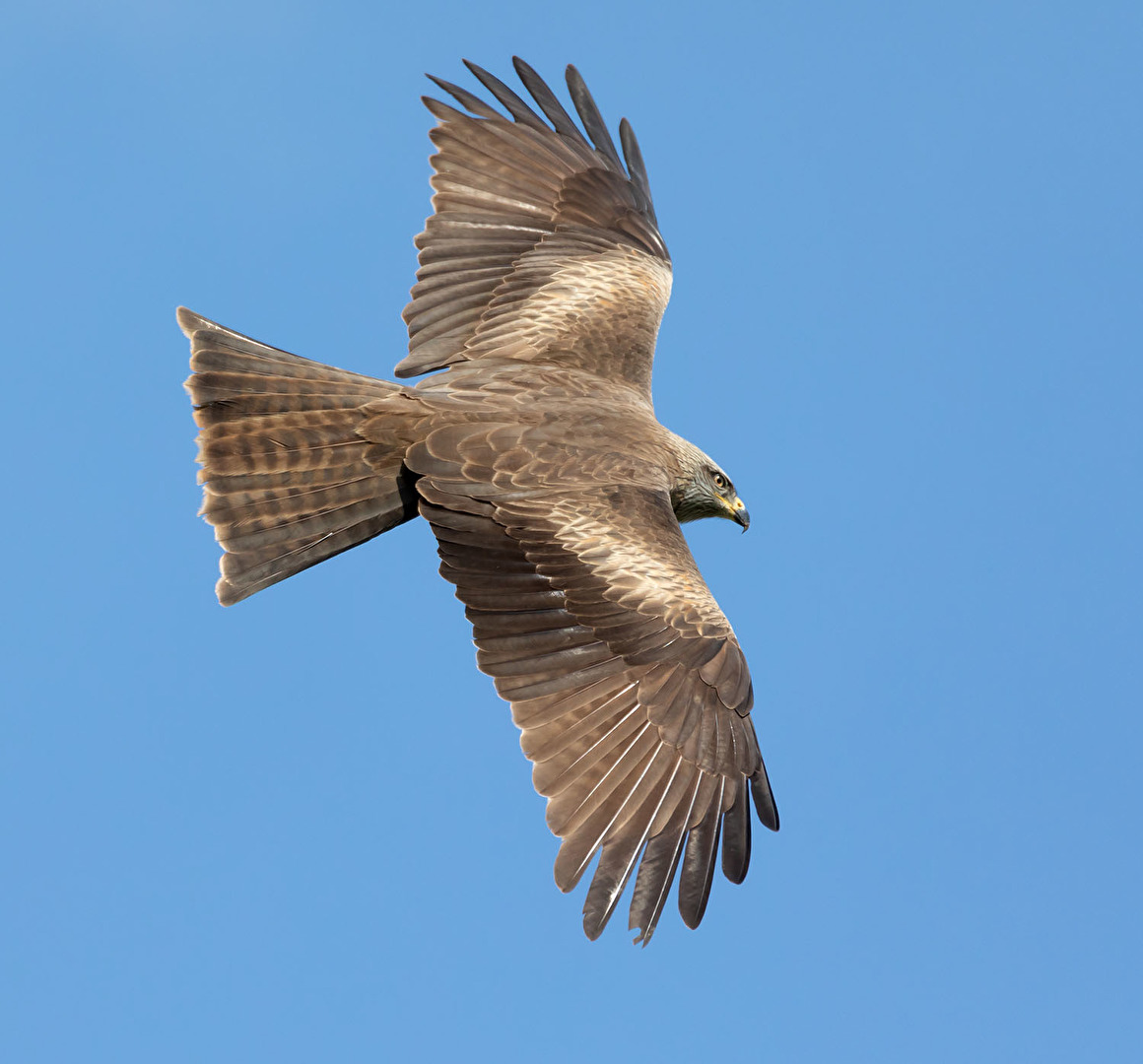 Milan drehte seine Runden und hielt Ausschau nach Beute