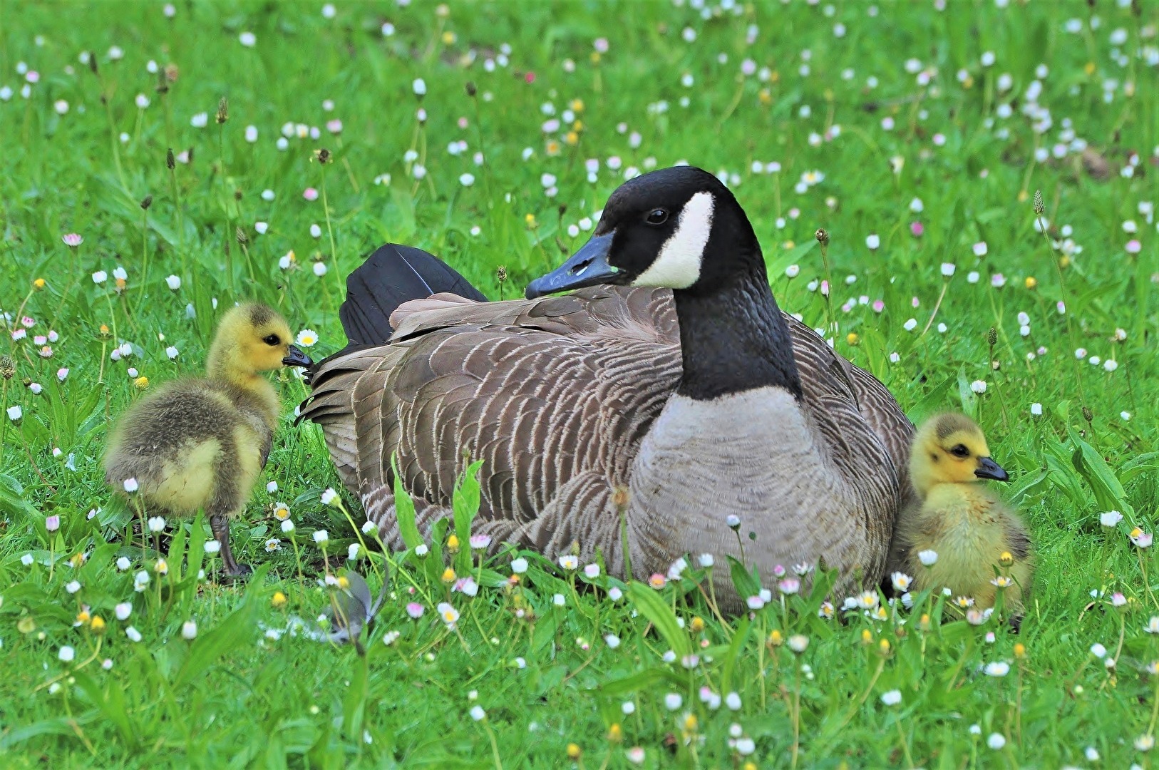 " Schön bei Mama bleiben ! "