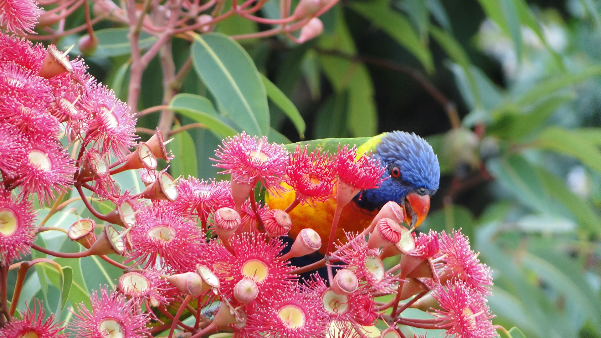 2 x Rainbow Lorikeet
