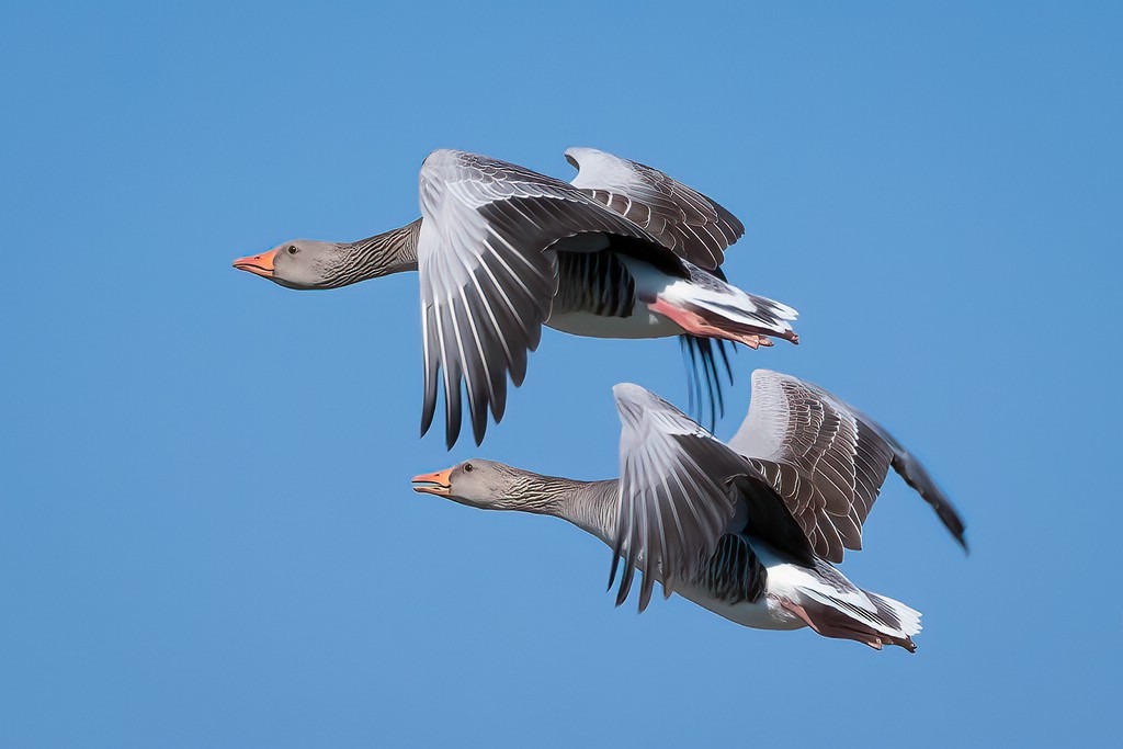 Synchronflug